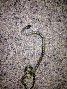 Image of Desert Kingsnake