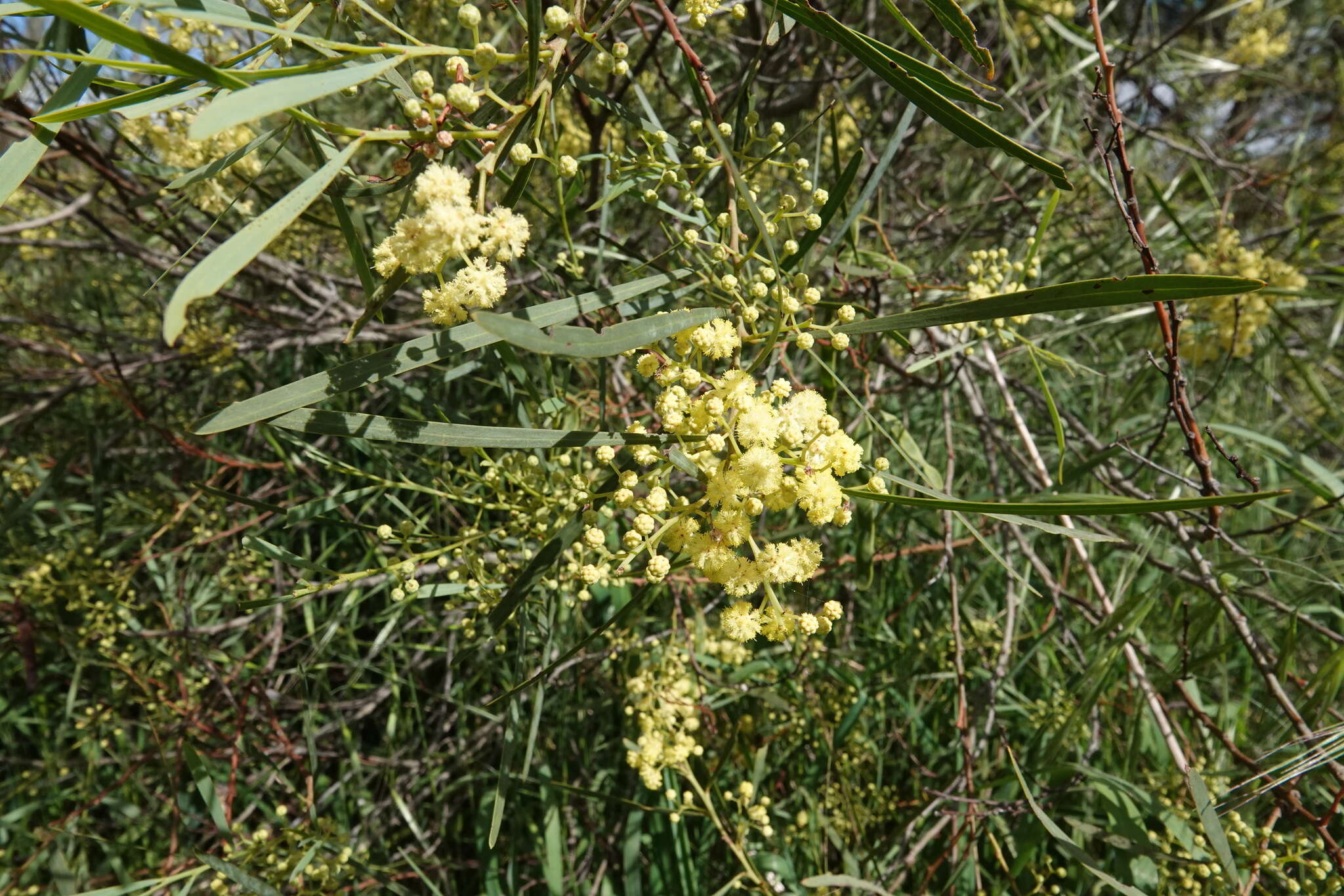 Acacia provincialis A. Camus的圖片