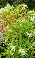 Image of Rhodiola chrysanthemifolia (Leveille) Fu