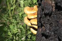 Image of Pholiota adiposa (Batsch) P. Kumm. 1871