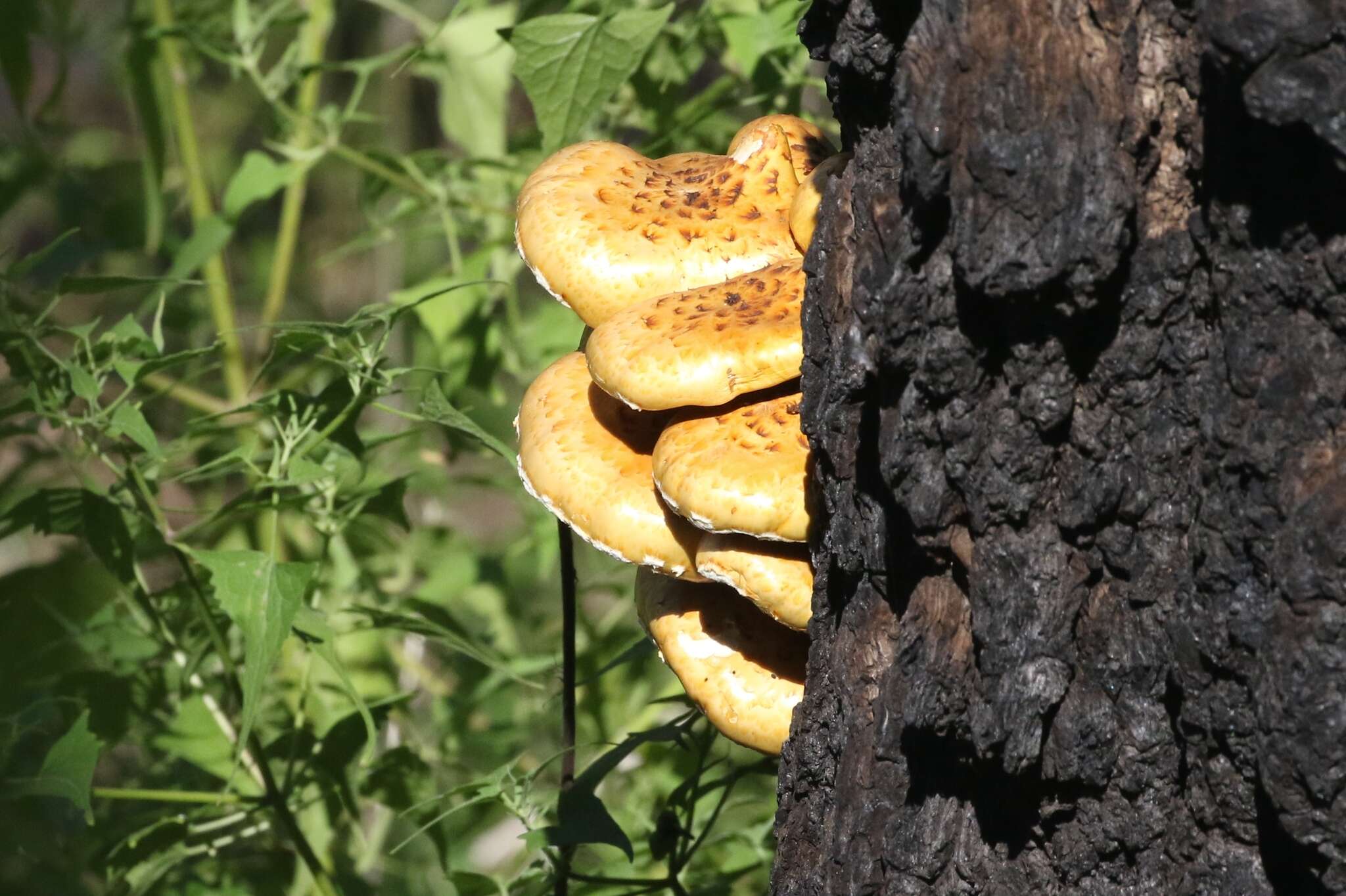 Image of Pholiota adiposa (Batsch) P. Kumm. 1871