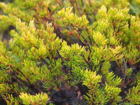 Image of Boronia citriodora subsp. citriodora