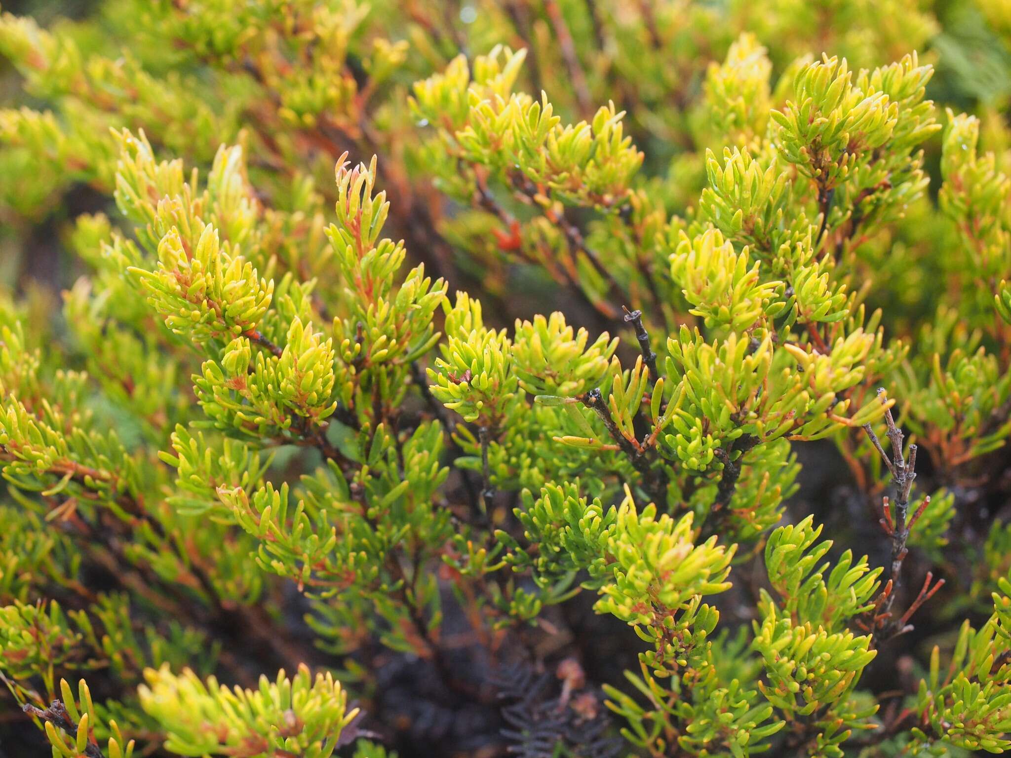 Image of Boronia citriodora subsp. citriodora