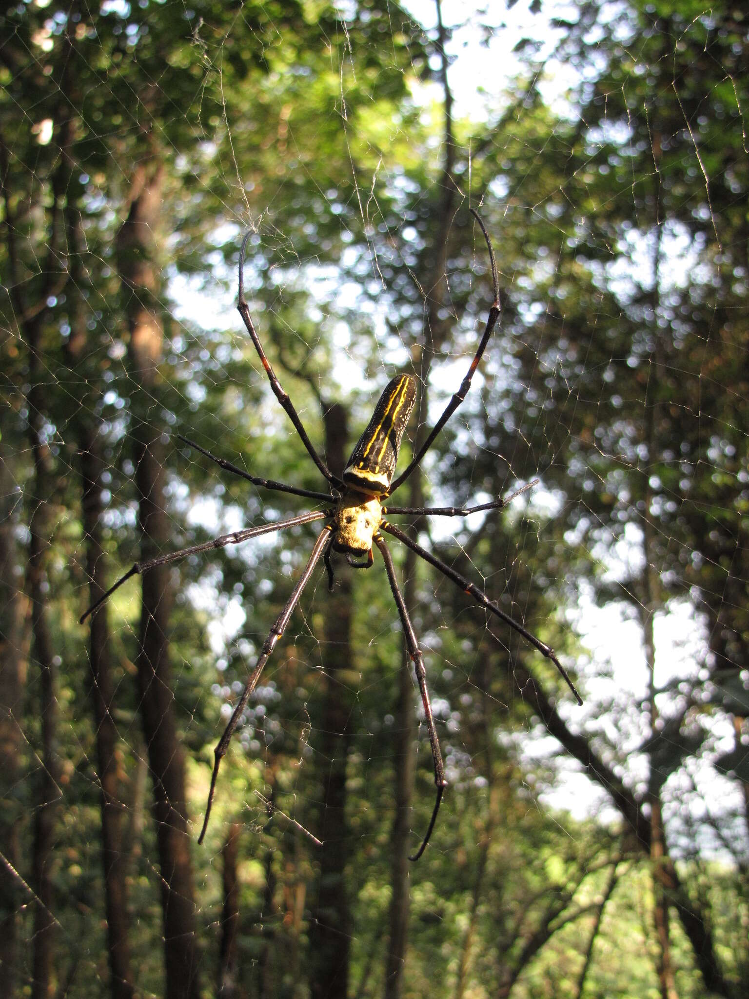 Image of Nephila pilipes (Fabricius 1793)