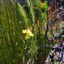 Image of Aspalathus uniflora L.