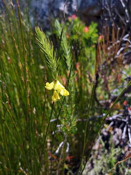 Image of Aspalathus uniflora L.