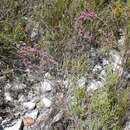 Image of Erica corifolia var. corifolia