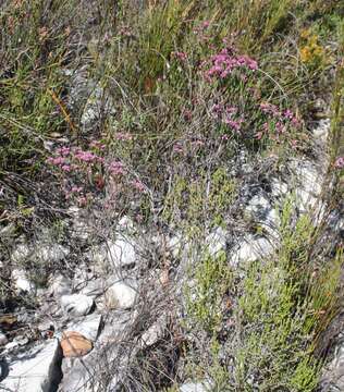 Image of Erica corifolia var. corifolia