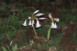 Imagem de Crinum macowanii Baker