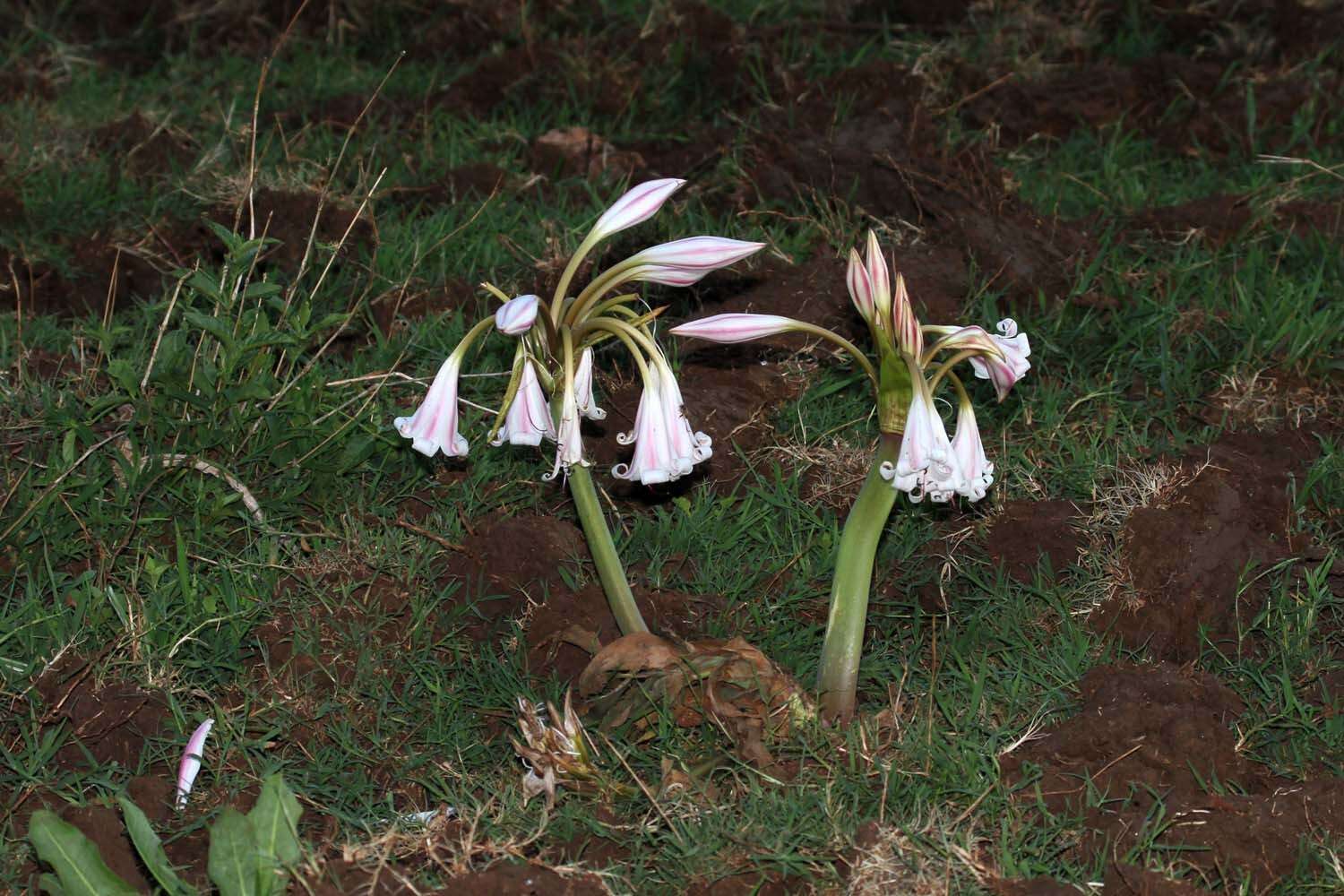 Imagem de Crinum macowanii Baker