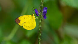 Image of Eurema sarilata (Semper 1891)