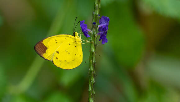 Image of Eurema sarilata (Semper 1891)