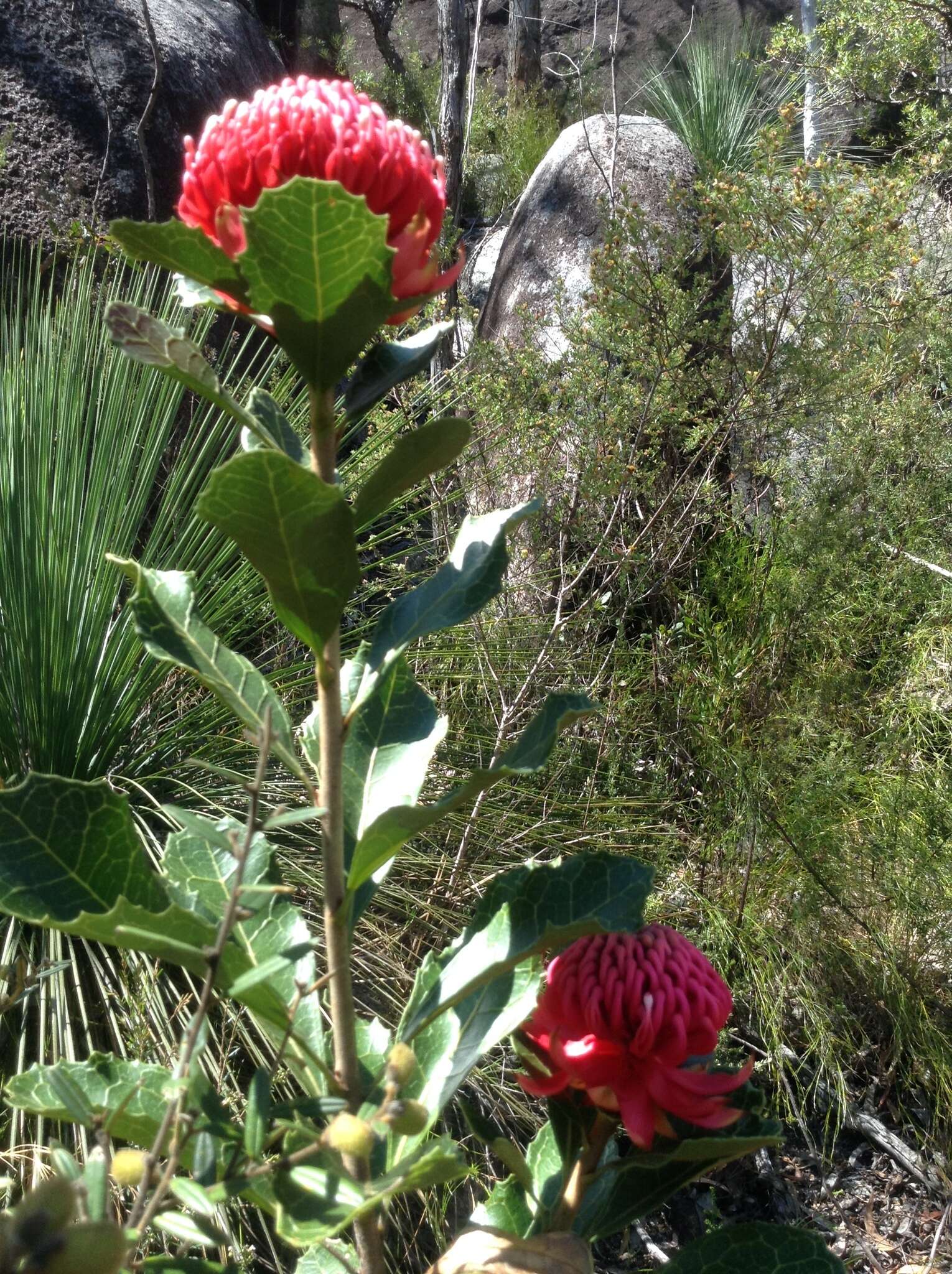 Image of Telopea aspera M. D. Crisp & P. H. Weston