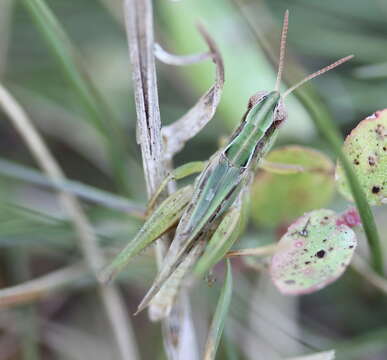 Orphulella speciosa (Scudder & S. H. 1862) resmi