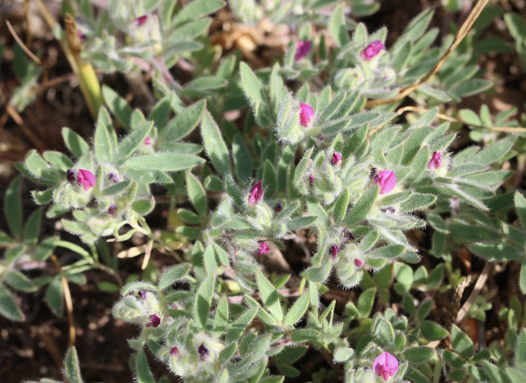 Plancia ëd Acmispon rubriflorus (Sharsm.) D. D. Sokoloff