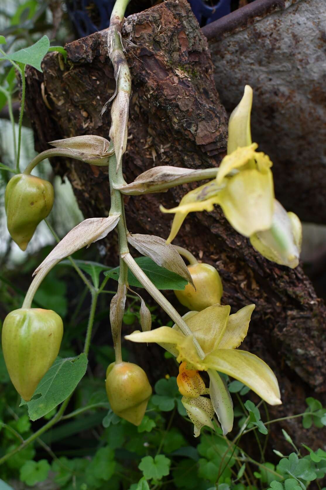 Image of Stanhopea graveolens Lindl.