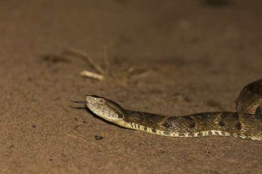 Image of Brazilian Lancehead