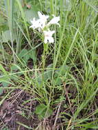 Image of Satyrium kitimboense Kraenzl.