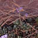 Image de Primula specuicola Rydb.