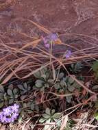 Image de Primula specuicola Rydb.