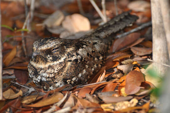 Plancia ëd Antrostomus noctitherus (Wetmore 1919)