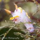 Image of Thorunna speciosa Rudman 1990