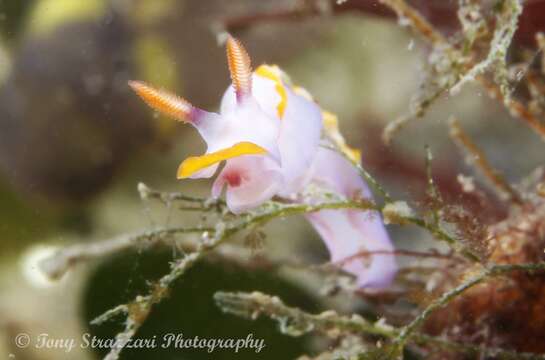 Image of Thorunna speciosa Rudman 1990