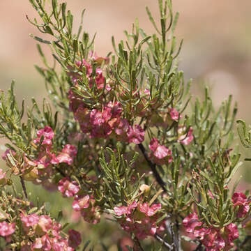 Image of lobe-leaf hopbush