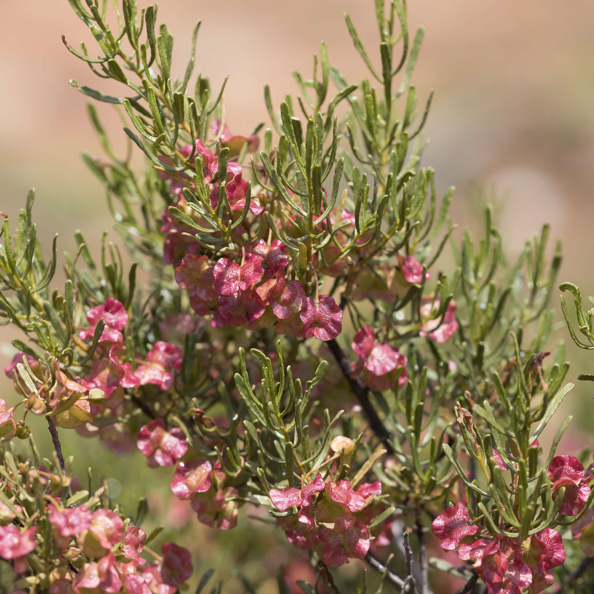 Image de Dodonaea lobulata F. Müll.