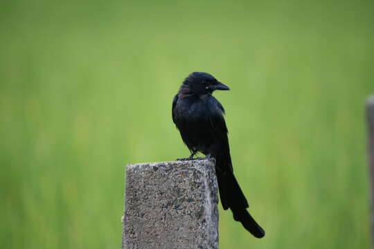 Image of Black Drongo