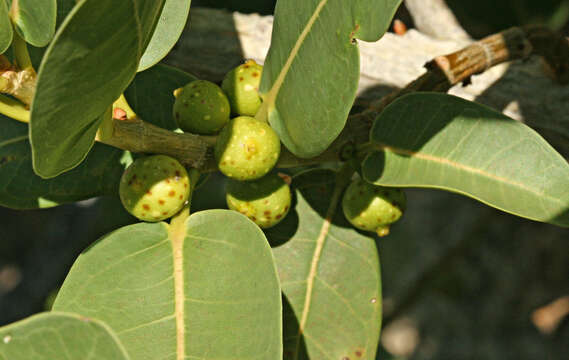 Слика од Ficus ilicina (Sond.) Miq.