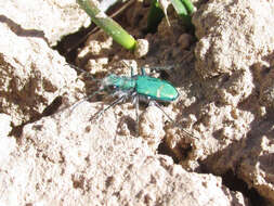 Image de Cicindela (Cicindela) denverensis Casey 1897