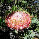 Image of Protea rupicola Mund ex Meissn.