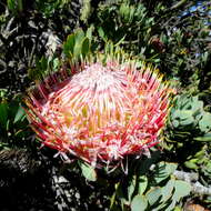 Image of Protea rupicola Mund ex Meissn.