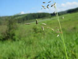 Image de Eragrostis volkensii Pilg.