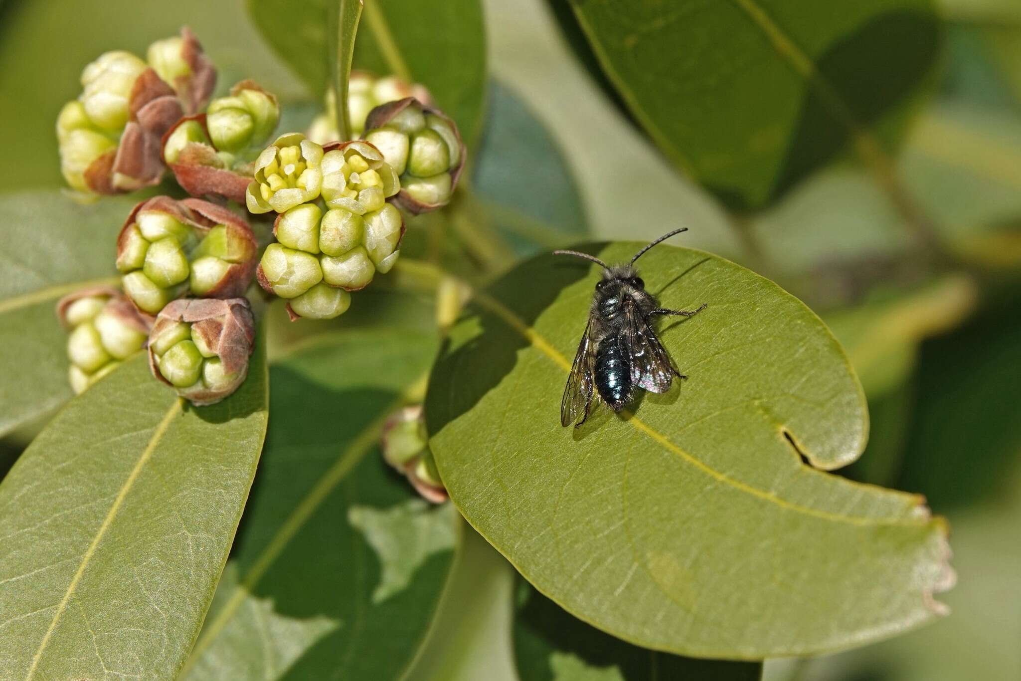 Image de Andrena cerasifolii Cockerell 1896