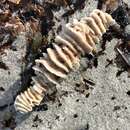 Image of Celleporaria cristata (Lamarck 1816)