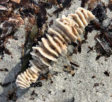 Sivun Celleporaria cristata (Lamarck 1816) kuva