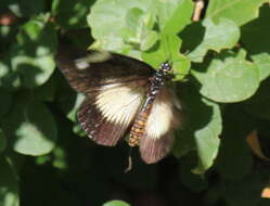 Image de Acraea esebria Hewitson 1861