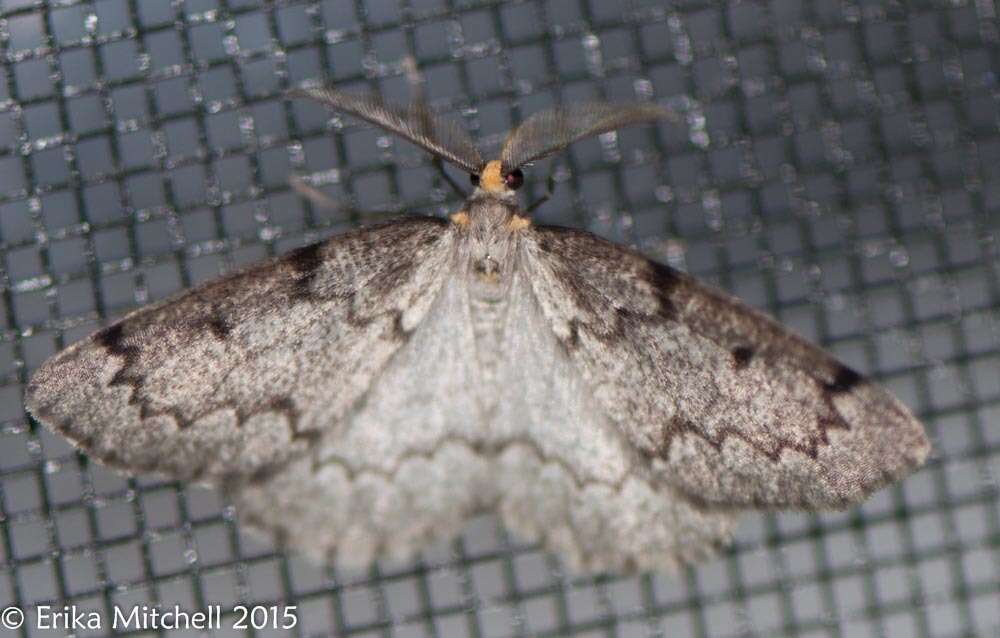 Image of False Hemlock Looper