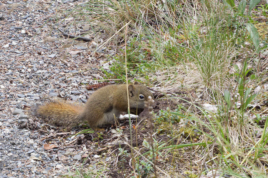 Image of pine squirrel