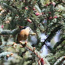 Image of Przevalski's Nuthatch