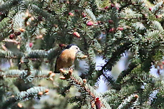 Image of Przevalski's Nuthatch