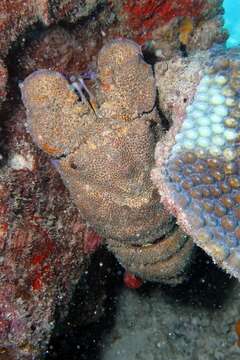 Image of red slipper lobster