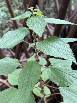 Image of Phenax hirtus (Sw.) Wedd.