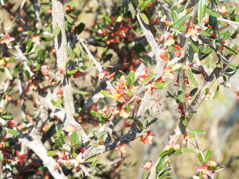 Слика од Castela erecta subsp. texana (Torr. & A. Gray) Cronquist