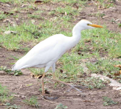 Image of Bubulcus ibis ibis