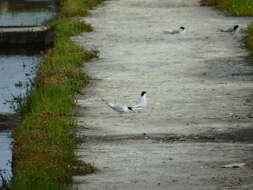 Image of Little Tern