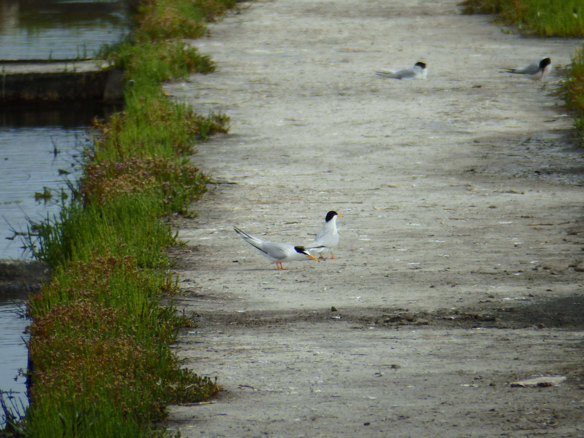 Image of Little Tern