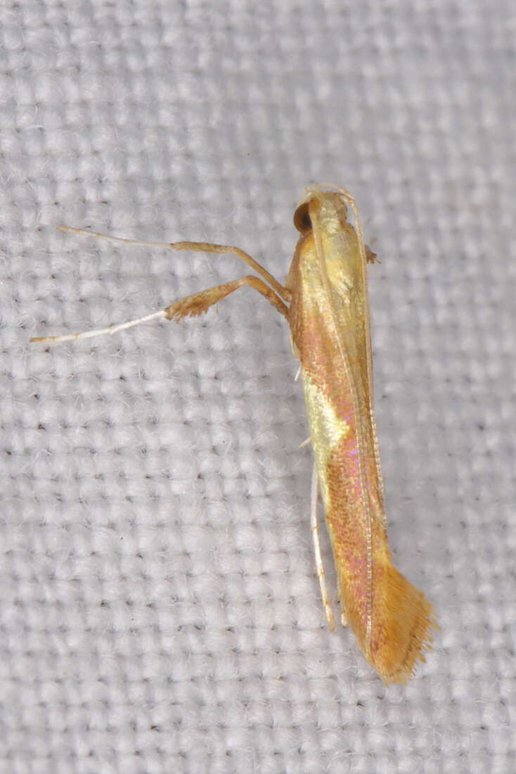 Image of Caloptilia packardella (Chambers 1872)